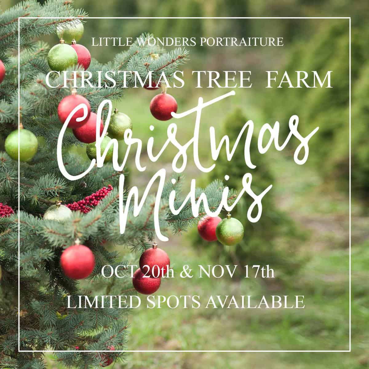 Houston Christmas Mini Sessions | Christmas Tree Farm